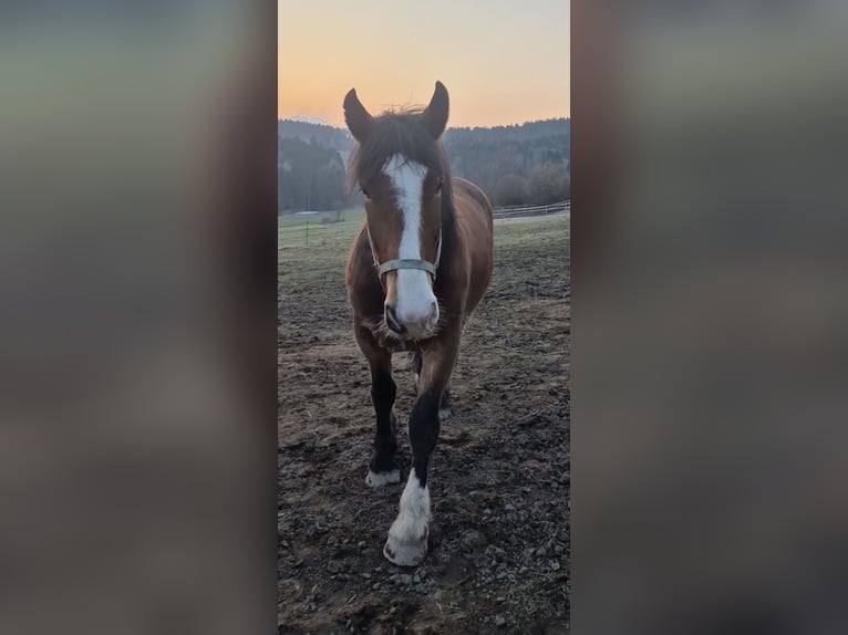 Norico Castrone 3 Anni 164 cm Baio scuro in Deggendorf