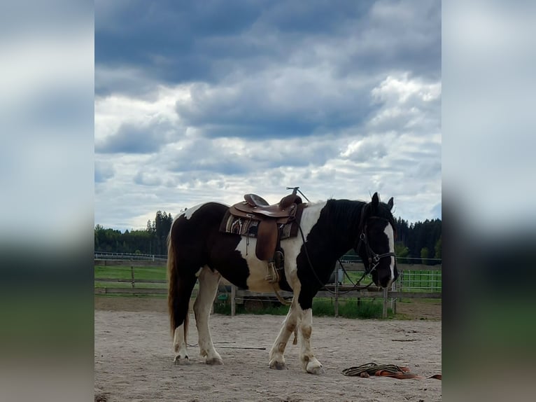 Norico Castrone 3 Anni 164 cm Pezzato in Munderfing