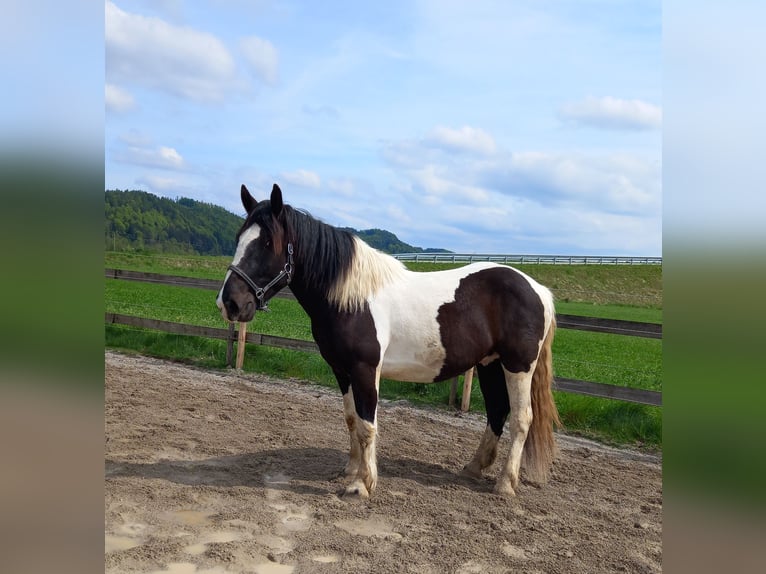 Norico Castrone 3 Anni 164 cm Pezzato in Munderfing