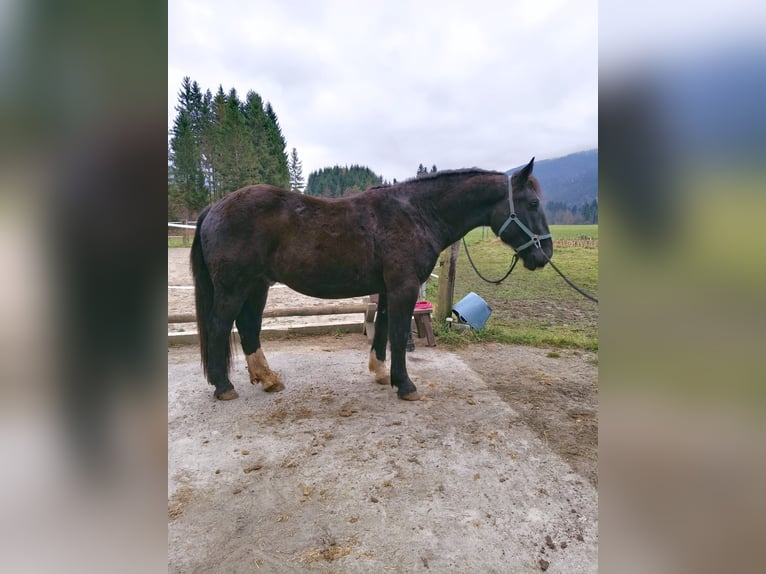 Norico Castrone 3 Anni 165 cm Morello in Gundersheim