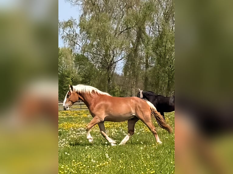 Norico Castrone 3 Anni 166 cm Sauro scuro in Neusäß