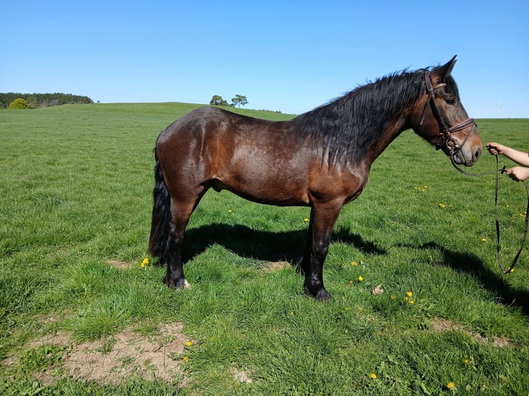 Norico Castrone 3 Anni 168 cm  in Nettersheim