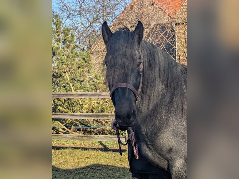 Norico Castrone 3 Anni Grigio ferro in Brieselang