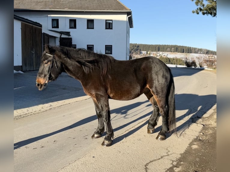 Norico Castrone 4 Anni 148 cm Morello in Pelmberg
