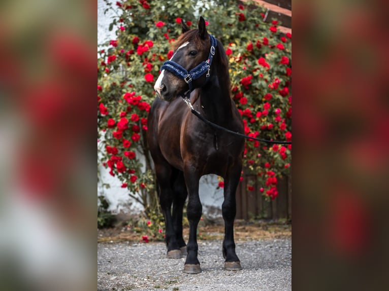 Norico Castrone 4 Anni 152 cm Baio nero in Salzburg