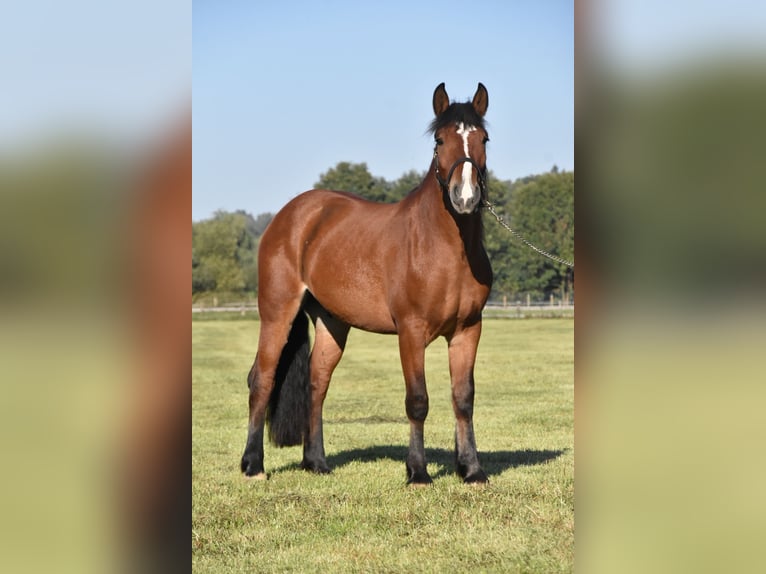 Norico Mix Castrone 4 Anni 156 cm Baio in Arnstorf