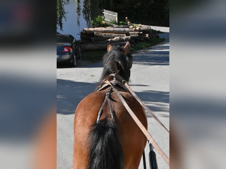 Norico Mix Castrone 4 Anni 156 cm Baio in Arnstorf