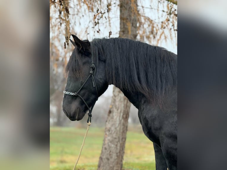 Norico Castrone 4 Anni 160 cm Morello in Achstetten