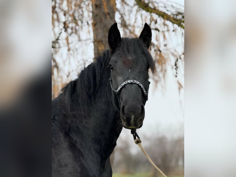 Norico Castrone 4 Anni 160 cm Morello in Achstetten