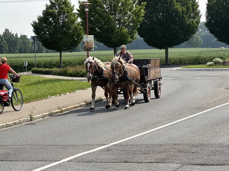 Norico Castrone 4 Anni 160 cm Sauro in Riedlingen