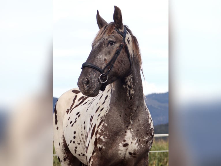 Norico Castrone 4 Anni 162 cm Leopard in Kirchbichl