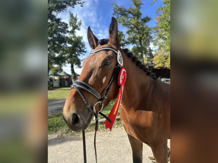Norico Castrone 4 Anni 163 cm Baio in Kirchdorf in Tirol