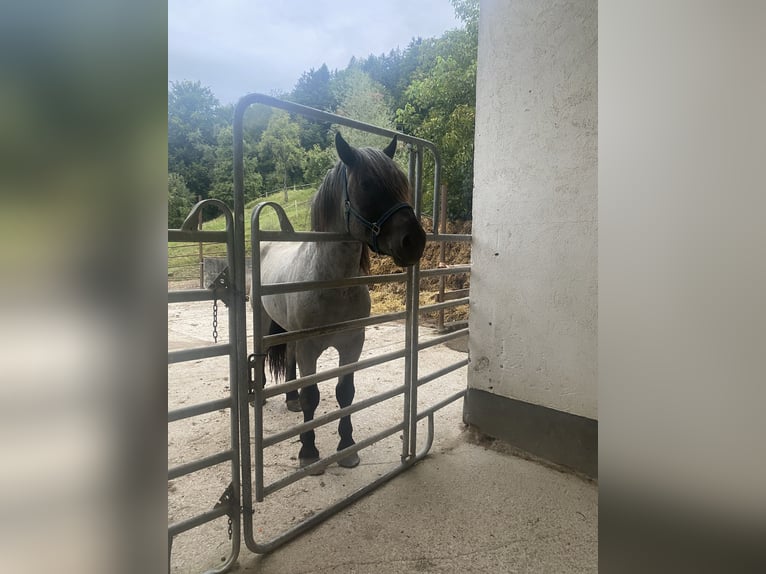 Norico Castrone 4 Anni 164 cm Leardo in Viechtwang
