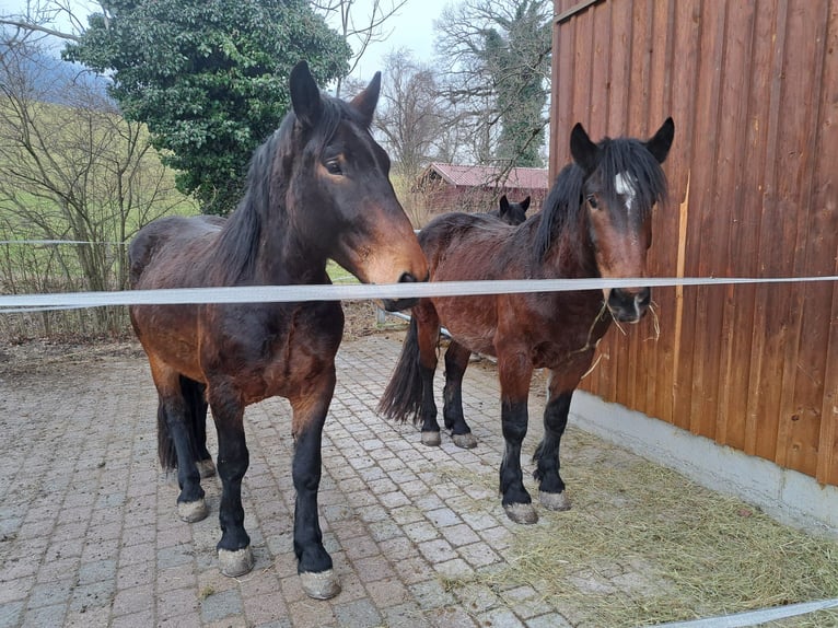 Norico Castrone 4 Anni 165 cm Baio in Bernau am Chiemsee