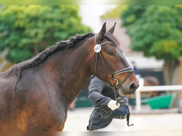 Norico Castrone 4 Anni Baio scuro in Desselbrunn