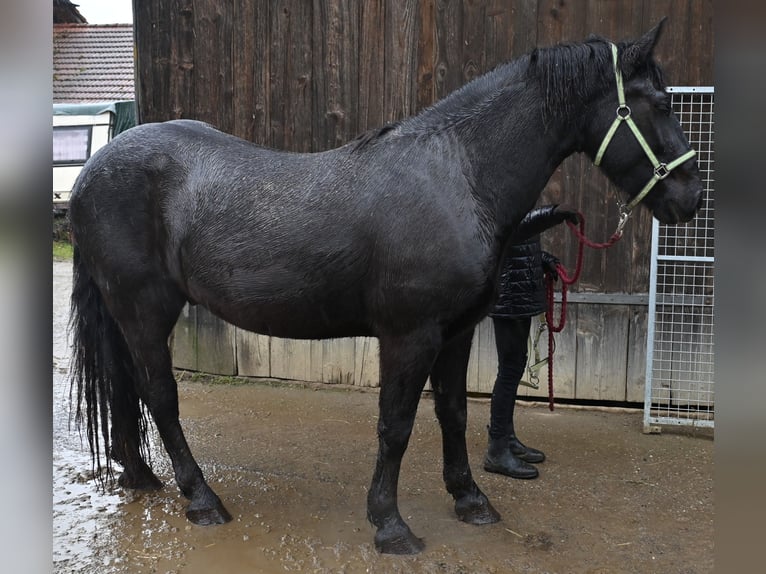 Norico Mix Castrone 4 Anni  in Klettgau