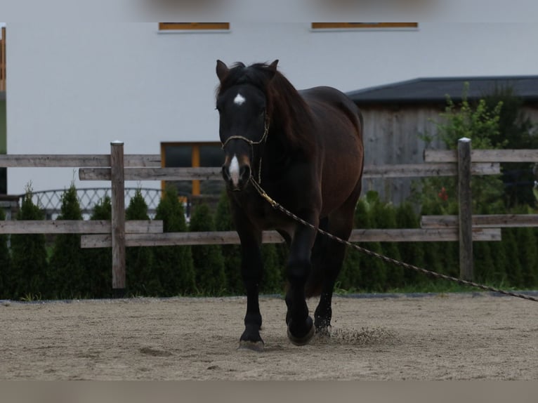 Norico Castrone 5 Anni 161 cm Baio scuro in Thalgau