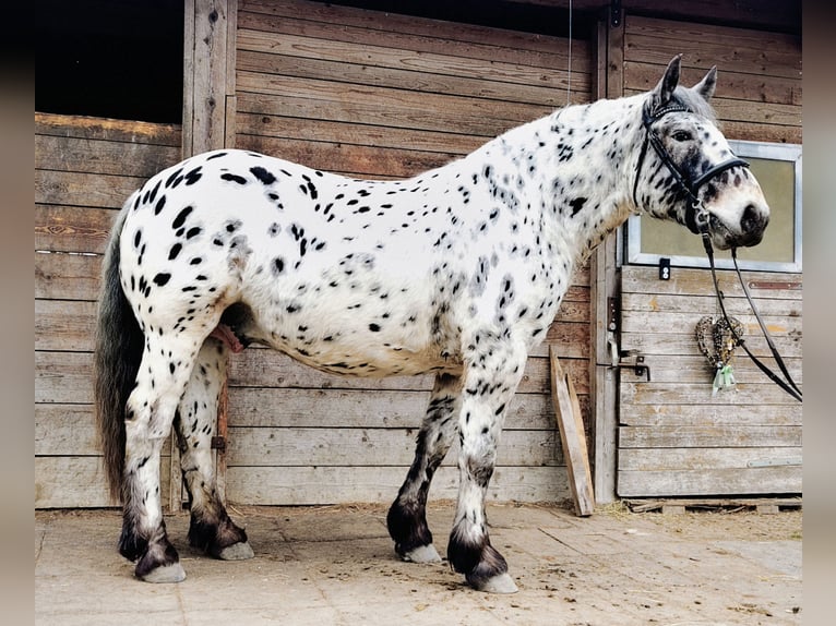 Norico Castrone 5 Anni 163 cm Leopard in Gallizien