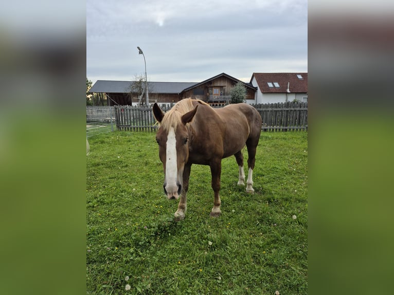 Norico Castrone 5 Anni 163 cm Sauro in Lichtenau