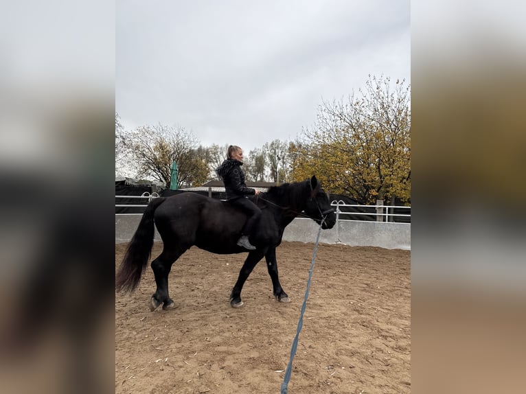 Norico Castrone 5 Anni 165 cm Morello in Hard