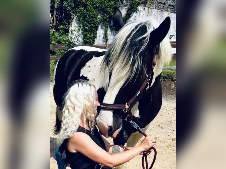 Norico Mix Castrone 5 Anni 165 cm Pezzato in SelbSelb