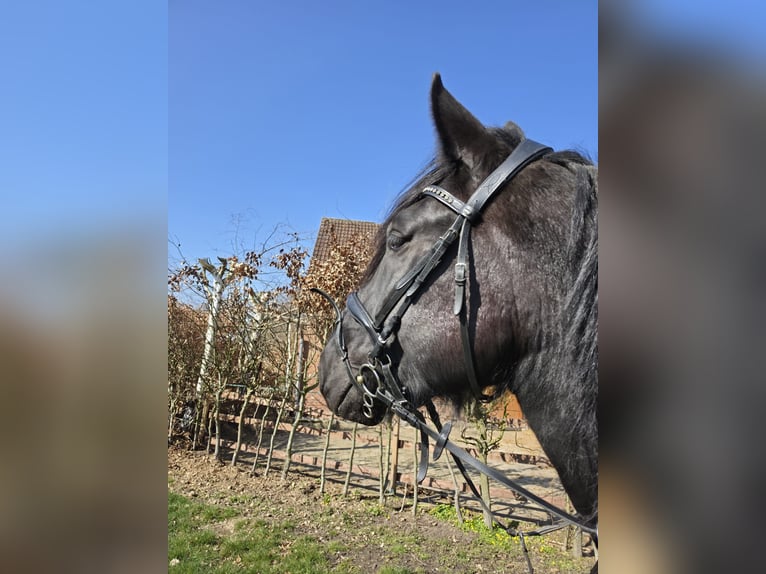 Norico Castrone 5 Anni 168 cm Morello in Beckum