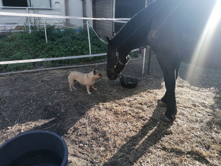 Norico Castrone 5 Anni 170 cm Morello in Titz