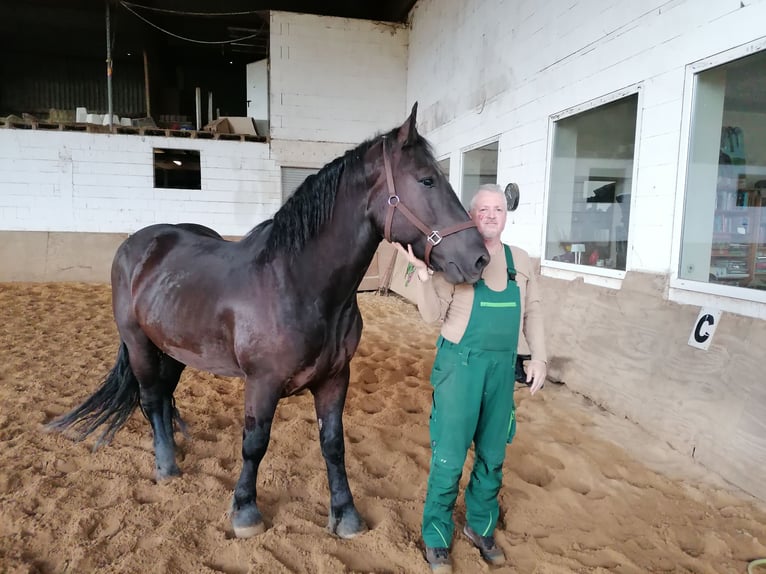 Norico Castrone 5 Anni 170 cm Morello in Titz