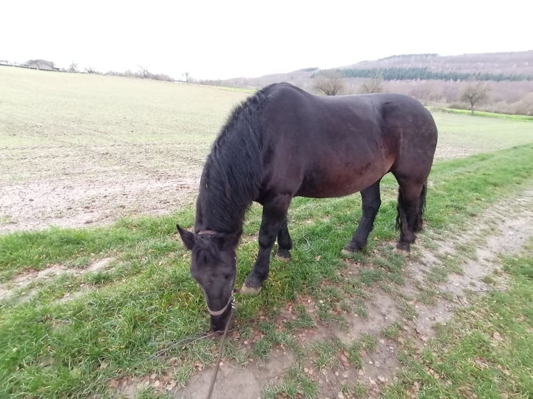 Norico Castrone 5 Anni 170 cm Morello in Titz