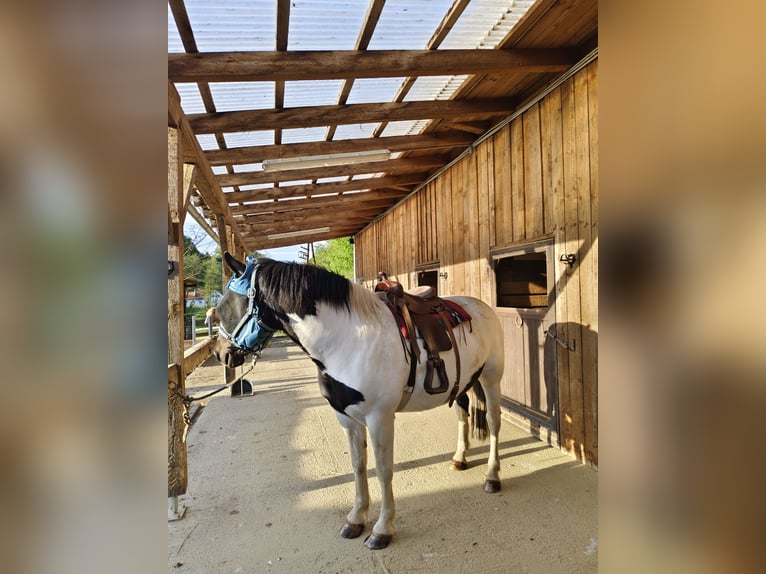 Norico Mix Castrone 6 Anni 160 cm Pezzato in Eichberg bei Hartmannsdorf