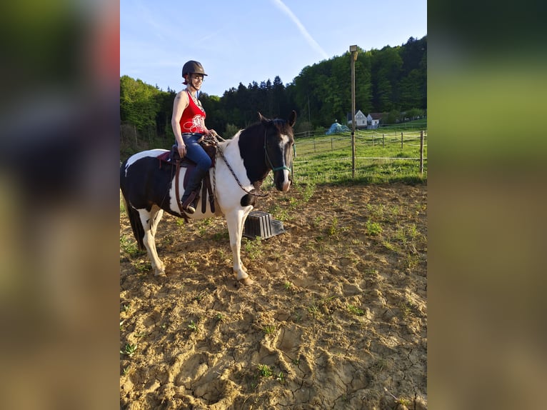 Norico Mix Castrone 6 Anni 160 cm Pezzato in Eichberg bei Hartmannsdorf