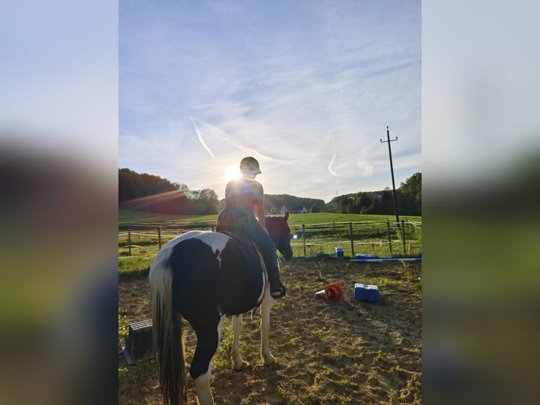 Norico Mix Castrone 6 Anni 160 cm Pezzato in Eichberg bei Hartmannsdorf