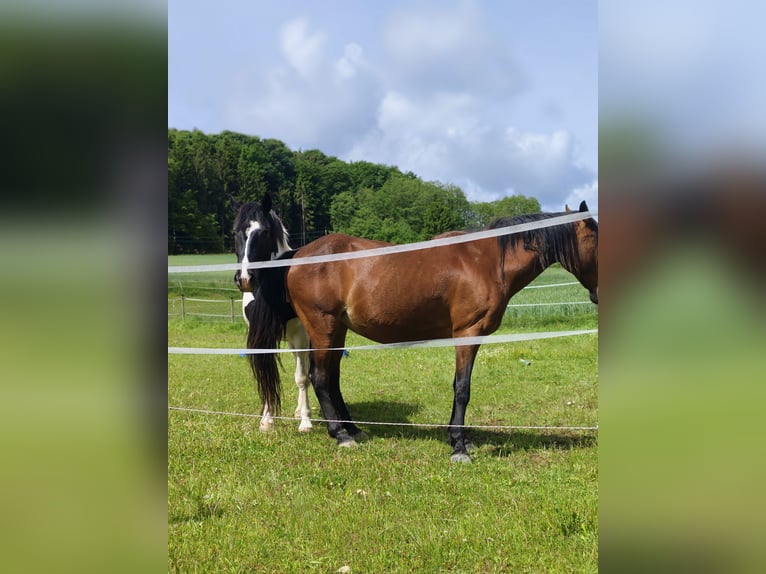 Norico Mix Castrone 6 Anni 160 cm Pezzato in Eichberg bei Hartmannsdorf