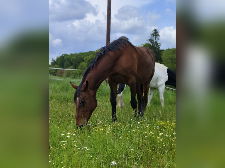 Norico Mix Castrone 6 Anni 160 cm Pezzato in Eichberg bei Hartmannsdorf