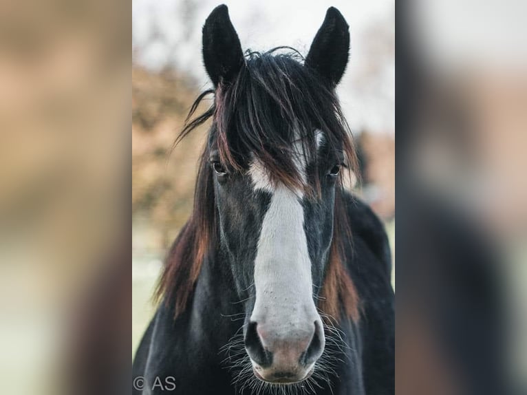 Norico Castrone 6 Anni 163 cm Morello in Gelsenkirchen
