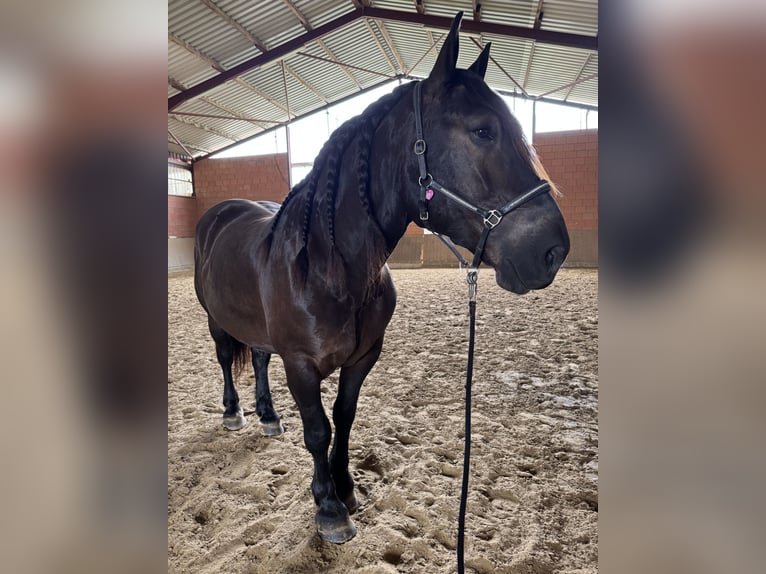 Norico Castrone 6 Anni 165 cm Morello in Lügde