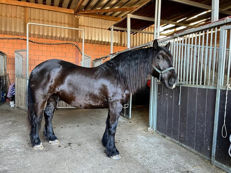 Norico Castrone 6 Anni 165 cm Morello in Lügde