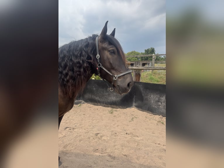 Norico Castrone 6 Anni 165 cm Morello in Lügde