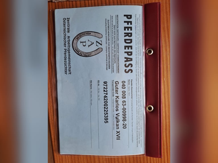 Norico Castrone 6 Anni 172 cm Morello in Obertilliach