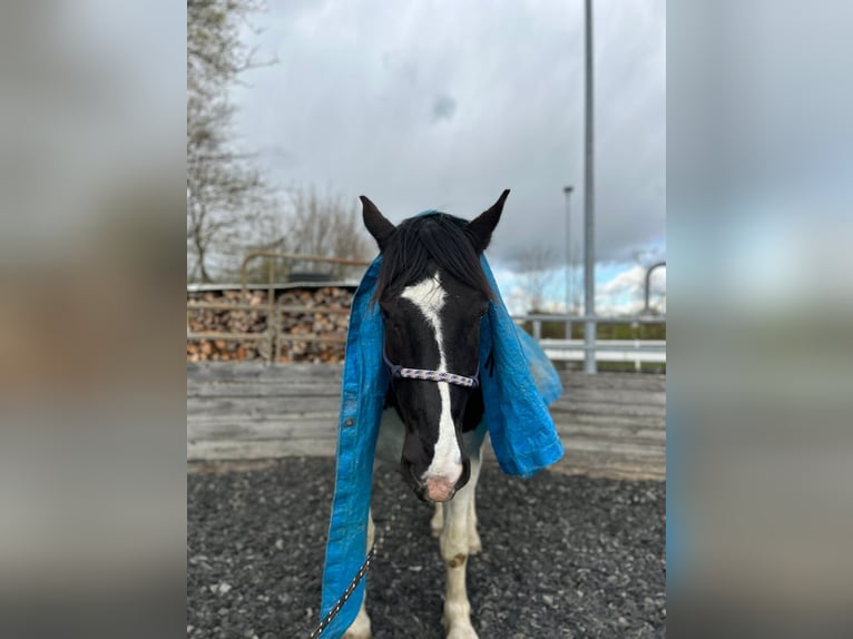 Norico Castrone 7 Anni 160 cm Pezzato in Welden