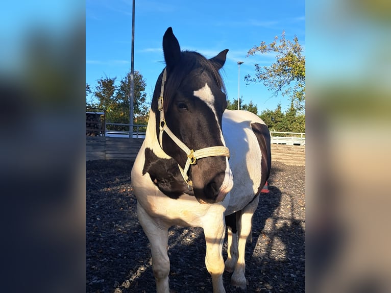 Norico Castrone 7 Anni 160 cm Pezzato in Welden