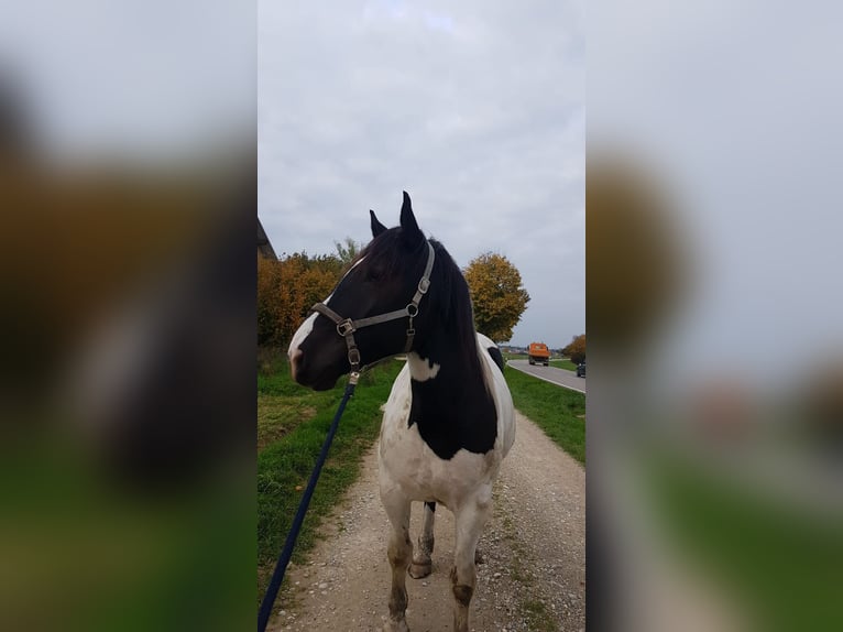 Norico Castrone 7 Anni 160 cm Pezzato in Welden