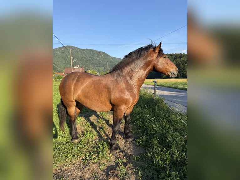 Norico Castrone 7 Anni 165 cm Baio in Borovnica