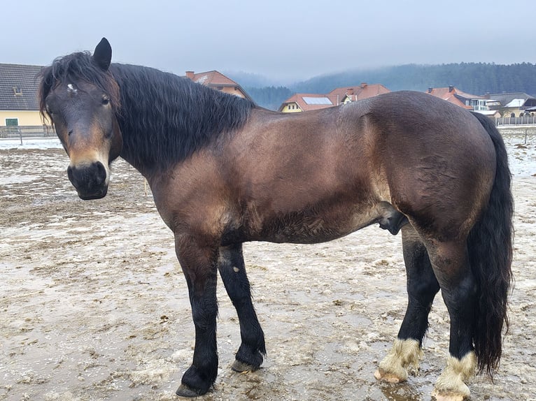 Norico Castrone 7 Anni 165 cm Baio scuro in Bleiburg