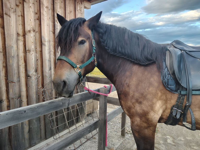 Norico Castrone 7 Anni 165 cm Baio scuro in Bleiburg