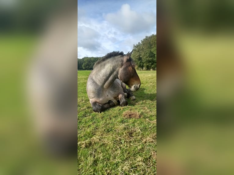 Norico Castrone 7 Anni 165 cm Falbo baio in Stolberg (Rheinland)