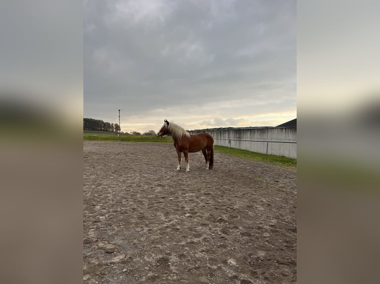 Norico Castrone 7 Anni 168 cm Sauro scuro in Pöchlarn