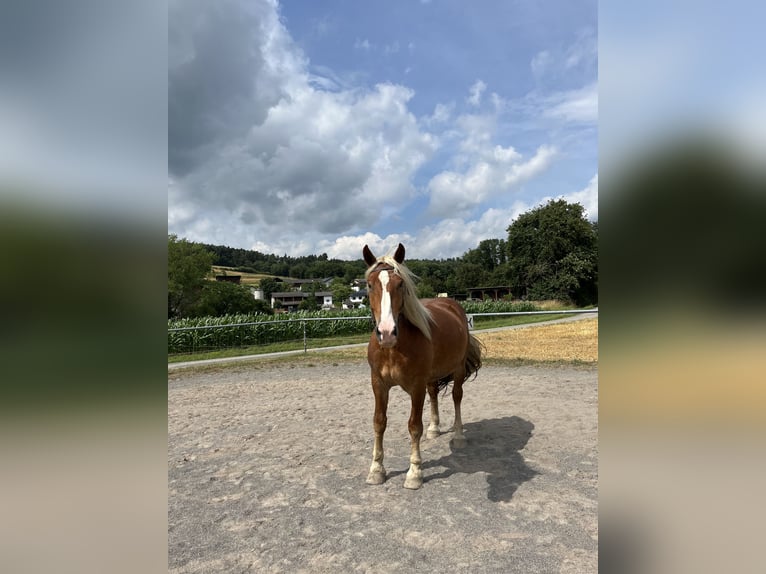 Norico Castrone 7 Anni 168 cm Sauro scuro in Pöchlarn