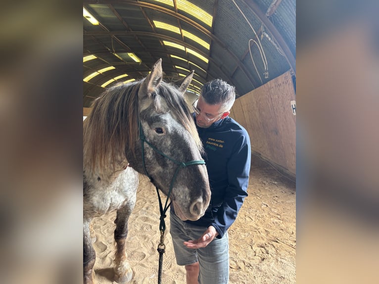 Norico Castrone 7 Anni 170 cm Grigio in Kevelaer