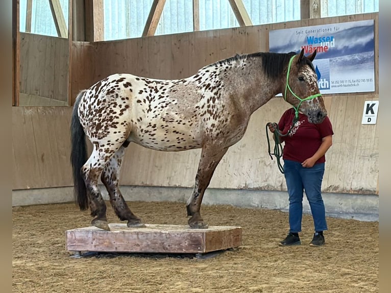 Norico Castrone 7 Anni 173 cm Leopard in Amlikon-Bissegg
